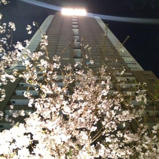 グランフロント 夜桜.JPG
