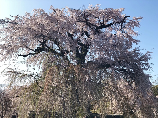 円山公園 お花見.JPG