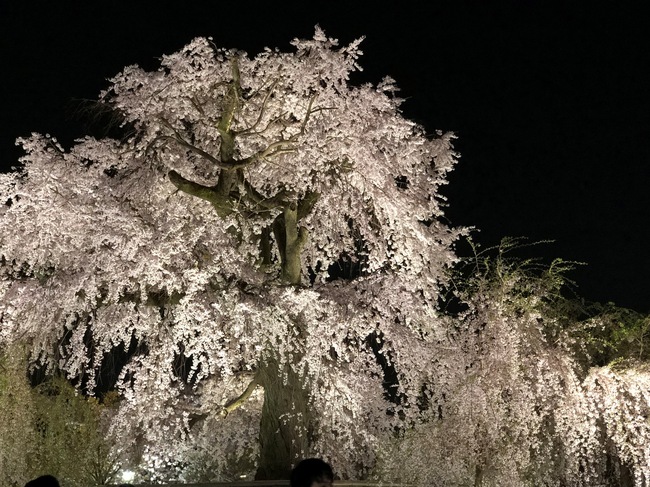 円山公園 夜桜.JPG